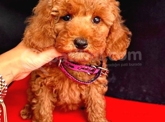 Ori̇ji̇nal Kore Kan Toy Poodle Bebekler görsel