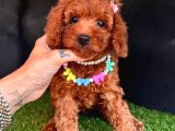 ORİJİNAL KORE KAN TOY POODLE BEBEKLER