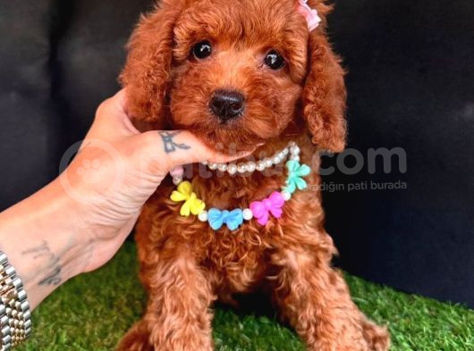 Ori̇ji̇nal Kore Kan Toy Poodle Bebekler
