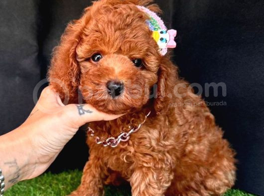 Ori̇ji̇nal Kore Kan Toy Poodle Bebekler görsel