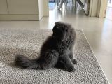 4 Aylık Ücretsiz Sahiplendirme