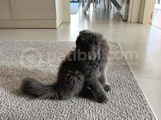 4 Aylık Ücretsiz Sahiplendirme görsel