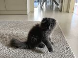 4 aylık ücretsiz sahiplendirme