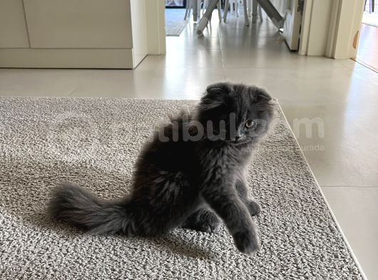 4 Aylık Ücretsiz Sahiplendirme