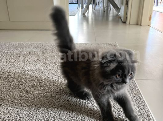 4 Aylık Ücretsiz Sahiplendirme görsel