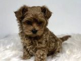 Kıpkırmızı Red tooy poodle sevimli yavrular 