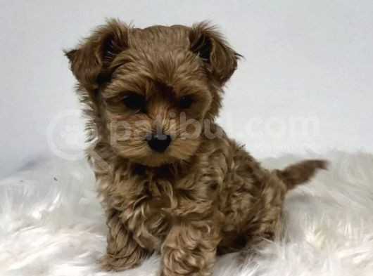 Kıpkırmızı Red Tooy Poodle Sevimli Yavrular 