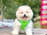Boo Suratli Mi̇ni̇ Pomerani̇an Yavrular