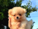 Daha Iyisi Yok Pomeranian Boo Yavru Orjinal