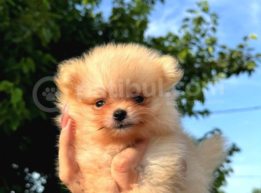 Daha Iyisi Yok Pomeranian Boo Yavru Orjinal görsel