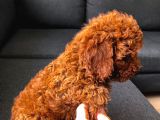 Poodle Red Toy Poodle