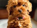 Kıpkırmızı Red Tooy Poodle Sevimli Yavrular 