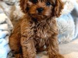 Kahve tonlu mini boy puppy sevimli yavrular MALTİPO CİNSİ 