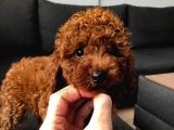 POODLE RED TOY POODLE
