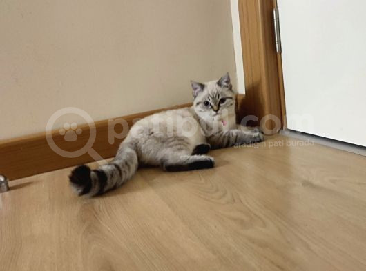British Shorthair görsel