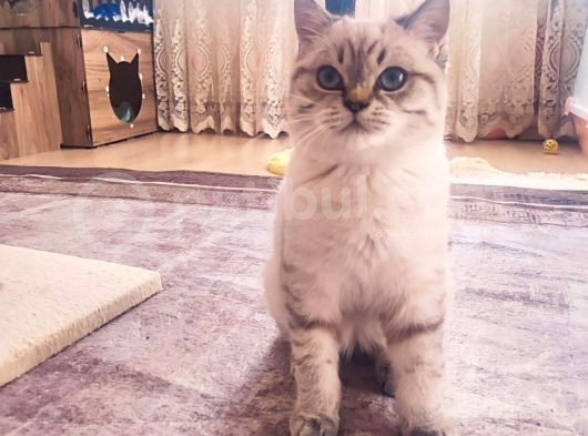 British Shorthair