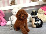 Mini Boy Puppy Kıpkırmızı Red Tooy Poodle 
