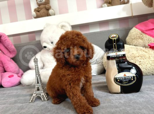 Mini Boy Puppy Kıpkırmızı Red Tooy Poodle  görsel