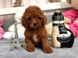 Mini boy puppy kıpkırmızı Red TOOY POODLE 