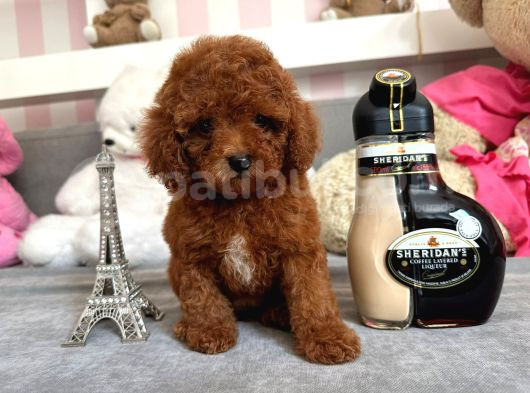 Mini Boy Puppy Kıpkırmızı Red Tooy Poodle 