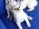 Tesli̇me Hazir Pitirciklar Güzelli̇k Abi̇deleri̇