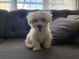 MİNİ BOY YUVARLAK SURAT MALTESE TERRIER