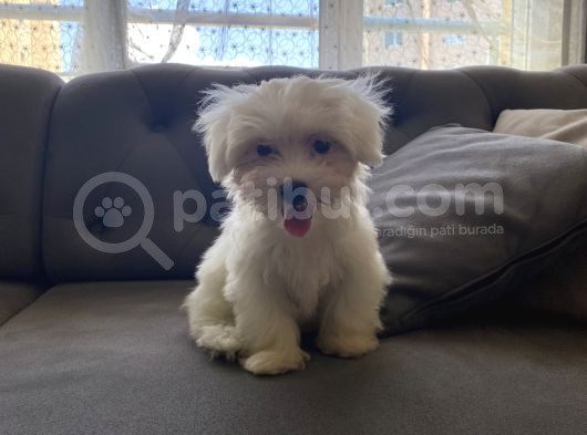 Mi̇ni̇ Boy Yuvarlak Surat Maltese Terrier