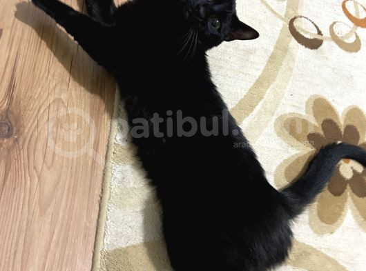 2 Yaşında Kısır Erkek görsel