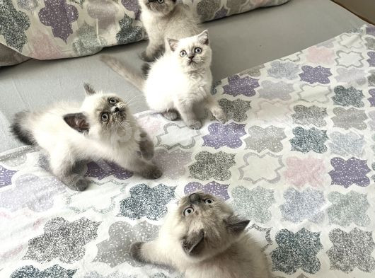Sağlıklı Oyuncu Yavrular görsel