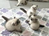 Sağlıklı Oyuncu Yavrular