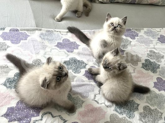 Sağlıklı Oyuncu Yavrular görsel
