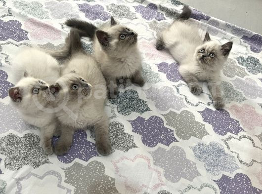 Sağlıklı Oyuncu Yavrular görsel