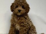 Mini Boy Puppy Kıpkırmızı Red Tooy Poodle 