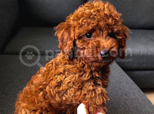 Poodle Red Toy Poodle görsel