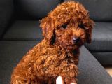 Poodle Red Toy Poodle