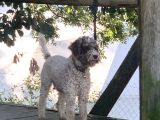 Orjinal Anne Baba Italyan Lagotto Romagnolu Yavrular