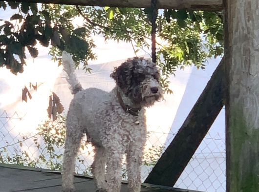 Orjinal Anne Baba Italyan Lagotto Romagnolu Yavrular görsel