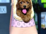 Toy Poodle Bebeklerim