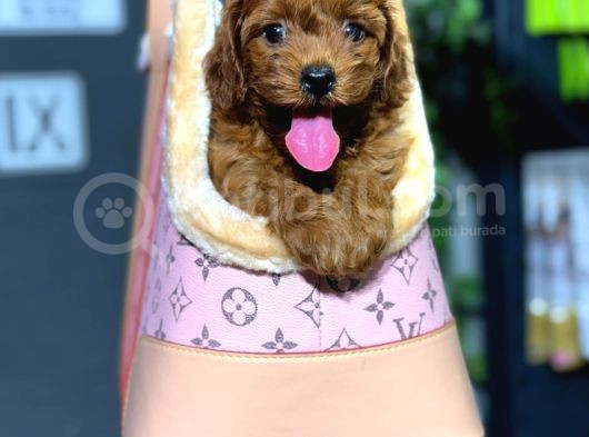 Toy Poodle Bebeklerim görsel