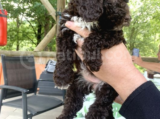 Orjinal Anne Baba Italyan Lagotto Romagnolu Yavrular görsel
