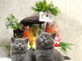 Safkan Sevecen Bri̇ti̇sh Shorthai̇r Yavrumuz