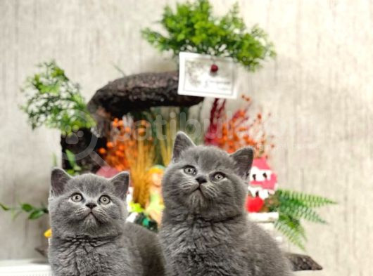 Safkan Sevecen Bri̇ti̇sh Shorthai̇r Yavrumuz görsel