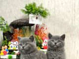 Safkan Sevecen Bri̇ti̇sh Shorthai̇r Yavrumuz