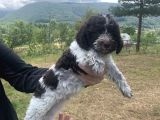 Orjinal Anne Baba Italyan Lagotto Romagnolu Yavrular