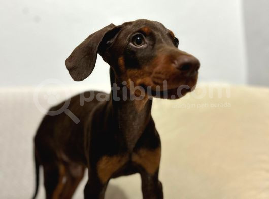 84 Günlük Kızıl Erkek Dobermann görsel