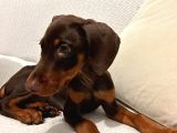 84 Günlük Kızıl Erkek Dobermann