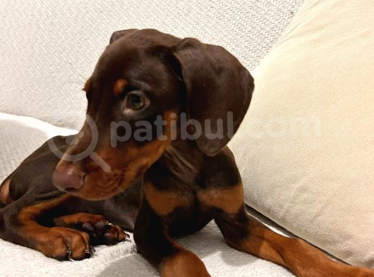 84 Günlük Kızıl Erkek Dobermann görsel