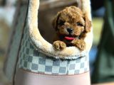 Toy Poodle Bebeklerim