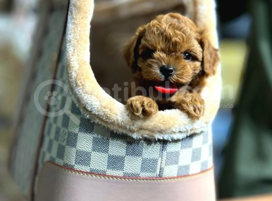 Toy Poodle Bebeklerim görsel