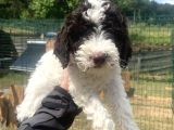 Orjinal Anne Baba Italyan Lagotto Romagnolu Yavrular